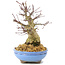 Acer palmatum, 19,5 cm, ± 25 años, con hermosa corteza vieja, ramificación compacta y hojas pequeñas