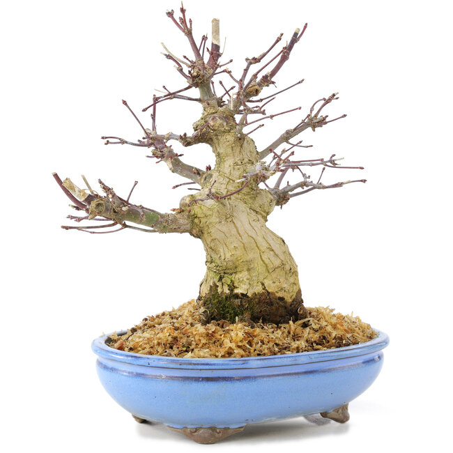 Acer palmatum, 19,5 cm, ± 25 anni, con bella corteccia vecchia, ramificazione compatta e foglie piccole