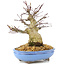 Acer palmatum, 19,5 cm, ± 25 jaar oud, met mooie oude schors, een compacte vertakking en kleine blaadjes