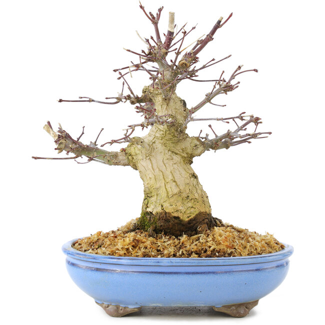 Acer palmatum, 19,5 cm, ± 25 jaar oud, met mooie oude schors, een compacte vertakking en kleine blaadjes