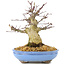 Acer palmatum, 19,5 cm, ± 25 años, con hermosa corteza vieja, ramificación compacta y hojas pequeñas