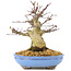 Acer palmatum, 19,5 cm, ± 25 Jahre alt, mit schöner alter Rinde, kompakter Verzweigung und kleinen Blättern