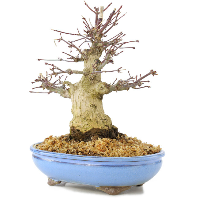 Acer palmatum, 19,5 cm, ± 25 anni, con bella corteccia vecchia, ramificazione compatta e foglie piccole
