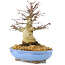 Acer palmatum, 19,5 cm, ± 25 años, con hermosa corteza vieja, ramificación compacta y hojas pequeñas
