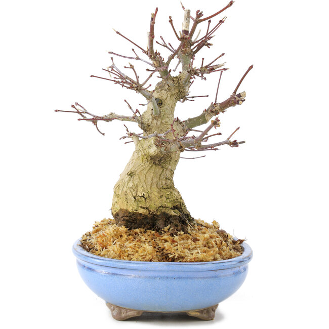 Acer palmatum, 19,5 cm, ± 25 Jahre alt, mit schöner alter Rinde, kompakter Verzweigung und kleinen Blättern