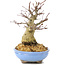 Acer palmatum, 19,5 cm, ± 25 Jahre alt, mit schöner alter Rinde, kompakter Verzweigung und kleinen Blättern