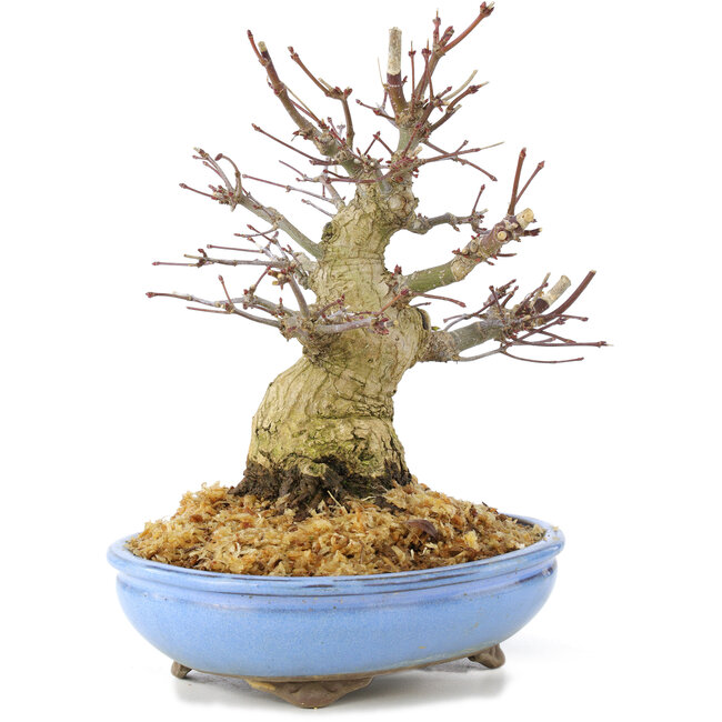 Acer palmatum, 19,5 cm, ± 25 jaar oud, met mooie oude schors, een compacte vertakking en kleine blaadjes