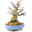 Acer palmatum, 19,5 cm, ± 25 años, con hermosa corteza vieja, ramificación compacta y hojas pequeñas