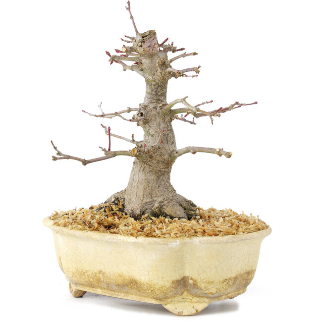 Acer palmatum, 14,5 cm, ± 30 jaar oud, mooi bewegend, oude bast en in goede verhouding om mooie shohin te maken