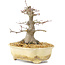Acer palmatum, 14,5 cm, ± 30 Jahre alt, mit einer schönen Bewegung, alter Rinde und in einem guten Verhältnis, um einen schönen Shohin zu machen