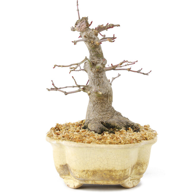 Acer palmatum, 14,5 cm, ± 30 anni, con un bel movimento, corteccia vecchia e in una buona proporzione per fare dei bei shohin