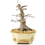 Acer palmatum, 14,5 cm, ± 30 años, con un hermoso movimiento, corteza vieja y en buena proporción para hacer hermoso shohin