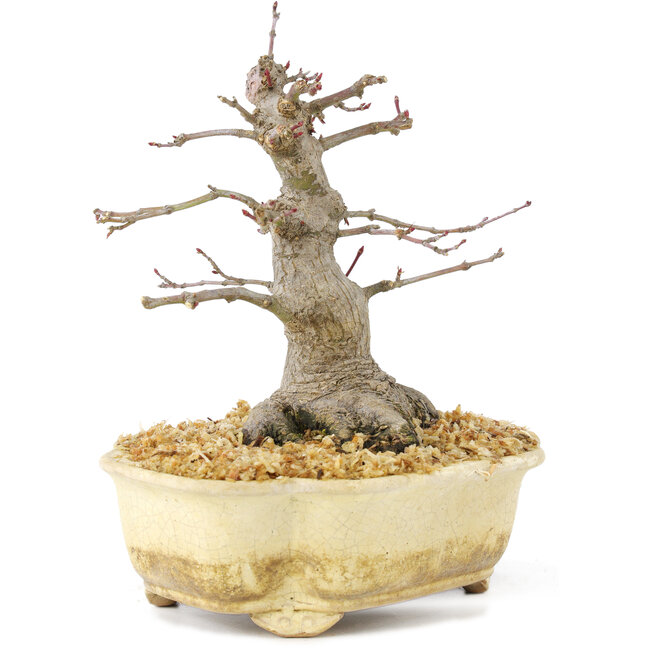 Acer palmatum, 14,5 cm, ± 30 ans, avec un beau mouvement, écorce ancienne et en bonne proportion pour faire de beaux shohin