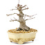 Acer palmatum, 14,5 cm, ± 30 años, con un hermoso movimiento, corteza vieja y en buena proporción para hacer hermoso shohin