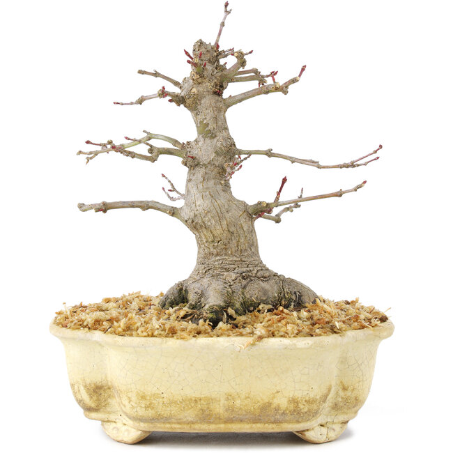 Acer palmatum, 14,5 cm, ± 30 jaar oud, mooi bewegend, oude bast en in goede verhouding om mooie shohin te maken