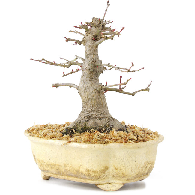 Acer palmatum, 14,5 cm, ± 30 años, con un hermoso movimiento, corteza vieja y en buena proporción para hacer hermoso shohin