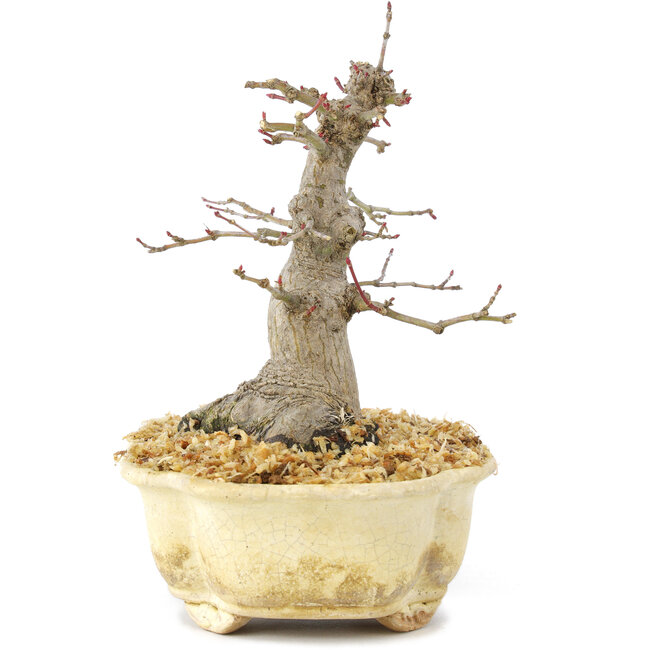 Acer palmatum, 14,5 cm, ± 30 anni, con un bel movimento, corteccia vecchia e in una buona proporzione per fare dei bei shohin