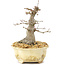 Acer palmatum, 14,5 cm, ± 30 ans, avec un beau mouvement, écorce ancienne et en bonne proportion pour faire de beaux shohin