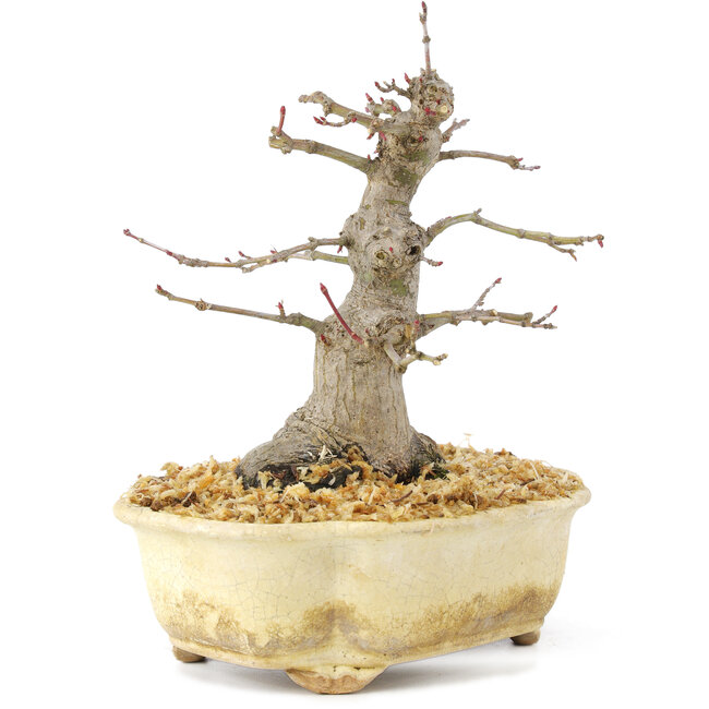 Acer palmatum, 14,5 cm, ± 30 ans, avec un beau mouvement, écorce ancienne et en bonne proportion pour faire de beaux shohin