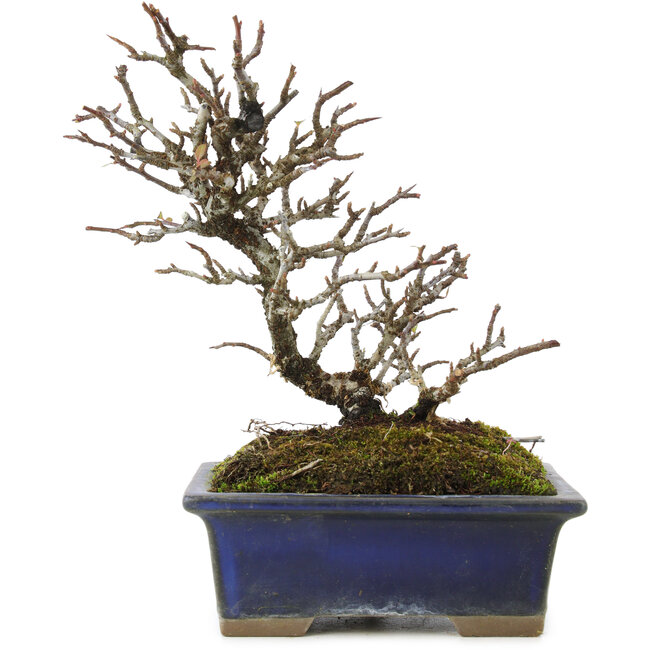 Pyracantha, 19,5 cm, ± 20 jaar oud