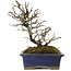 Pyracantha, 19,5 cm, ± 20 years old