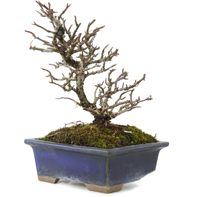 Pyracantha, 19,5 cm, ± 20 años