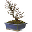 Pyracantha, 19,5 cm, ± 20 years old