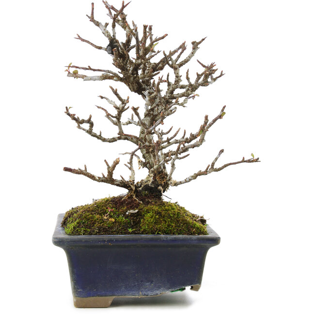Pyracantha, 19,5 cm, ± 20 Jahre alt