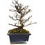 Pyracantha, 19,5 cm, ± 20 jaar oud