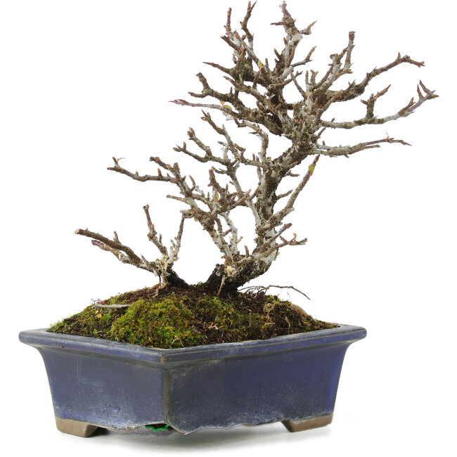 Pyracantha, 19,5 cm, ± 20 anni