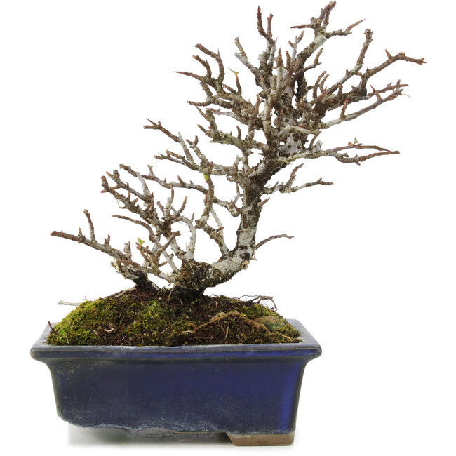 Pyracantha, 19,5 cm, ± 20 Jahre alt