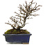Pyracantha, 19,5 cm, ± 20 Jahre alt