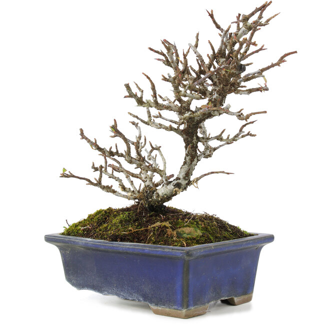 Pyracantha, 19,5 cm, ± 20 anni