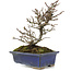 Pyracantha, 19,5 cm, ± 20 jaar oud