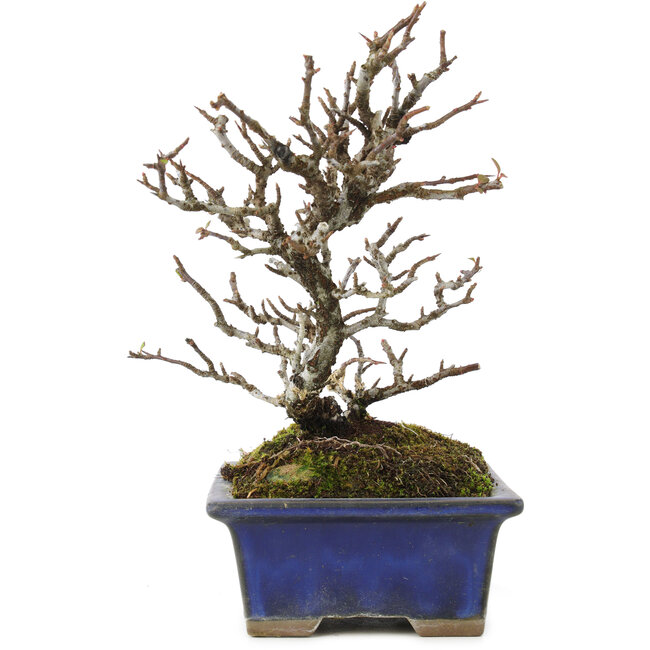 Pyracantha, 19,5 cm, ± 20 ans