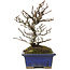 Pyracantha, 19,5 cm, ± 20 jaar oud