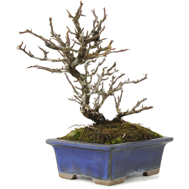 Pyracantha, 19,5 cm, ± 20 jaar oud