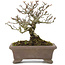 Pyracantha, 15,5 cm, ± 20 jaar oud