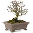 Pyracantha, 15,5 cm, ± 20 years old