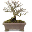 Pyracantha, 15,5 cm, ± 20 jaar oud