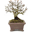 Pyracantha, 15,5 cm, ± 20 jaar oud