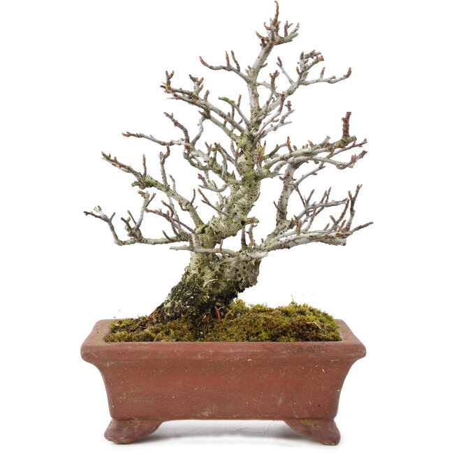 Pyracantha, 19 cm, ± 15 ans, avec un tronc d'arbre magnifiquement vieilli avec une vieille écorce