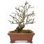 Pyracantha, 19 cm, ± 15 ans, avec un tronc d'arbre magnifiquement vieilli avec une vieille écorce