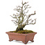 Pyracantha, 19 cm, ± 15 ans, avec un tronc d'arbre magnifiquement vieilli avec une vieille écorce