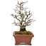 Pyracantha, 19 cm, ± 15 ans, avec un tronc d'arbre magnifiquement vieilli avec une vieille écorce