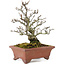 Pyracantha, 19 cm, ± 15 ans, avec un tronc d'arbre magnifiquement vieilli avec une vieille écorce
