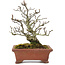 Pyracantha, 19 cm, ± 15 ans, avec un tronc d'arbre magnifiquement vieilli avec une vieille écorce