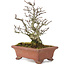 Pyracantha, 19 cm, ± 15 ans, avec un tronc d'arbre magnifiquement vieilli avec une vieille écorce