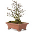Pyracantha, 19 cm, ± 15 years old, with a beautifully aged tree trunk with old bark