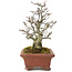 Pyracantha, 19 cm, ± 15 ans, avec un tronc d'arbre magnifiquement vieilli avec une vieille écorce